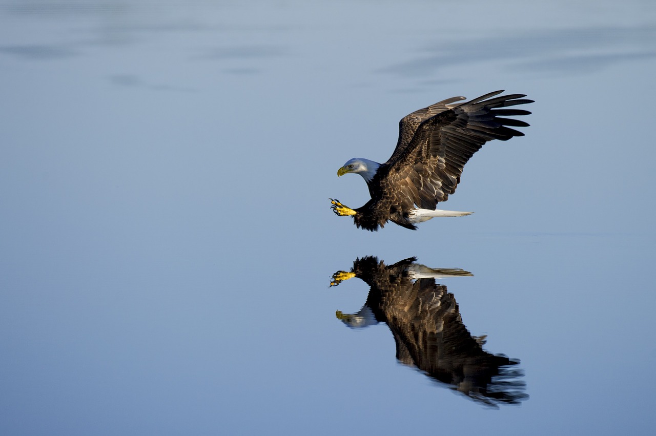 eagle, flight, water-1867067.jpg